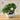Simulation Plant Bonsai Simulation Small Tree Potted Plastic Flower Potted Green Plants